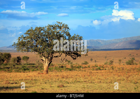 Lonely tree in savanna, Kidepo national park, Uganda, East Africa Stock Photo