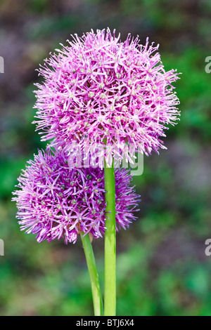 Purple allium onion blooming flower heads on a floral background Stock Photo