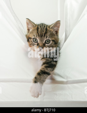 A young Tabby kitten at play Stock Photo - Alamy