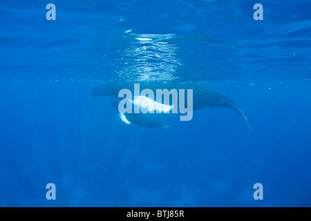 A mother and calf Humpback whale, Megaptera novaeangliae, spend time in calving grounds before migrating to their feeding area. Stock Photo