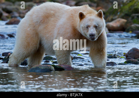 Spirit Bear -Ursus americanus kermodei from Gribbell Island British Columbia Canada. Only found on 2 islands in BC Stock Photo
