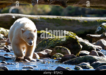 Spirit Bear -Ursus americanus kermodei from Gribbell Island British Columbia Canada. Only found on 2 islands in BC Stock Photo
