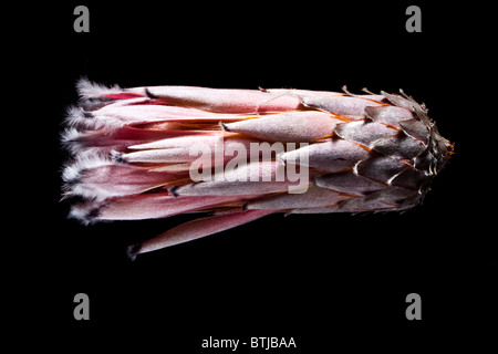Pink protea flower bud Stock Photo
