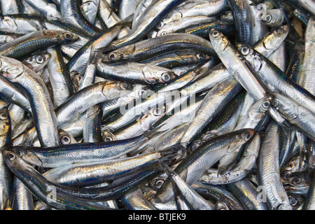 Fresh anchovies from black sea Stock Photo