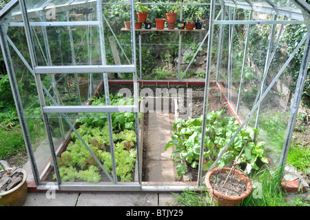 A greenhouse growing salad  leaves with seedlings growing in the background for a winter crop Stock Photo
