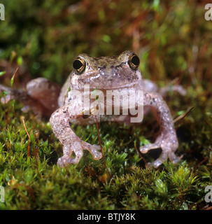 Grey Tree Frog (Hyla versicolor) on moss. Stock Photo