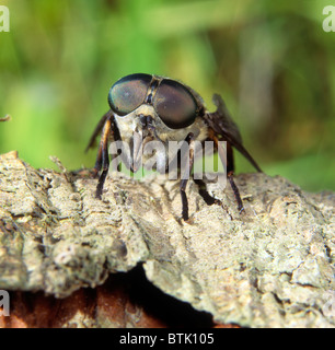 Dark Giant Horsefly (Tabanus sudeticus) on bark. Stock Photo