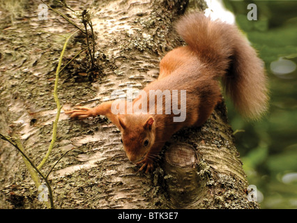 Red Squirrel on Silver Birch Tree Stock Photo