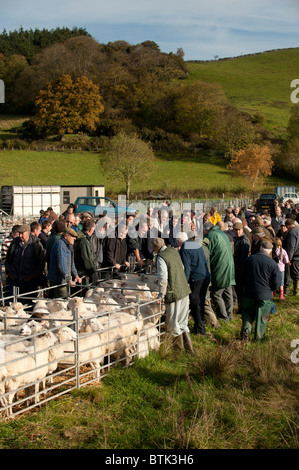 Farmers inspecting Lambs and sheep being sold in a livestock mart market, Lovesgrove near Aberystwyth, Ceredigion Wales UK Stock Photo