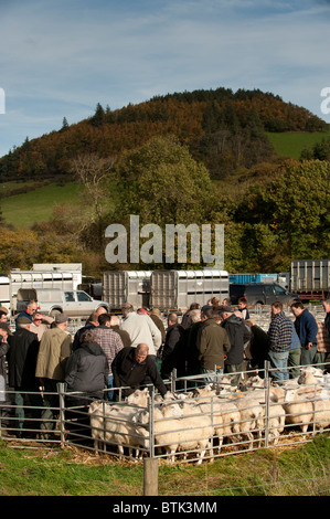 Lambs and sheep being sold in a livestock mart market, Lovesgrove near Aberystwyth, Ceredigion Wales UK Stock Photo