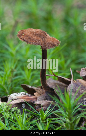 Ear-pick fungus (Auriscalpium vulgare) (=Hydnum auriscalpium) grows on decaying pine cone Bacton Wood Witton Norfolk England UK Stock Photo