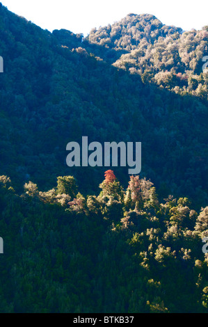 Rata Trees,Waiho River,Near Franz Josef,Westland National Park,South Island,New Zealand Stock Photo