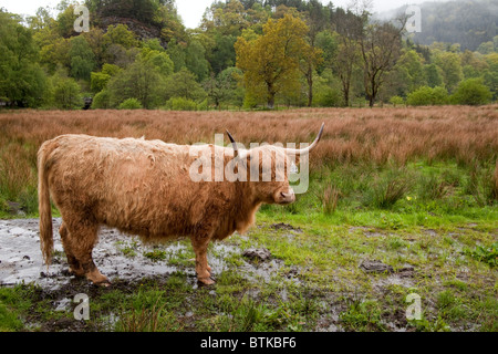 Highland cattle standing in waterlogged field near Loch lomond Scotland Stock Photo