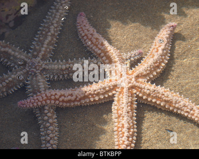 Two large starfish in a rockpool, Cornwall, UK Stock Photo