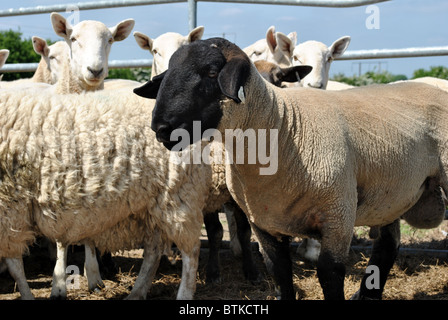 sheep in a pen Stock Photo