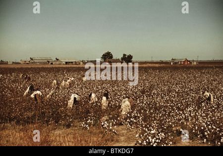 African American day laborers picking cotton near Clarksdale, Mississippi. November 1939  photo by Marion Post Wolcott. Stock Photo