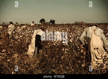 African American day laborers picking cotton near Clarksdale, Mississippi. November 1939  photo by Marion Post Wolcott. Stock Photo