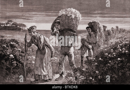 African Americans leaving a cotton field after a day of picking in the U.S. South. 1887 engraving from a drawing by Matt Morgan. Stock Photo