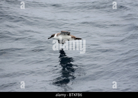 seabird flying over open sea Stock Photo