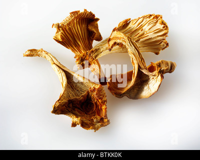 Dried Chanterelle mushrooms Stock Photo