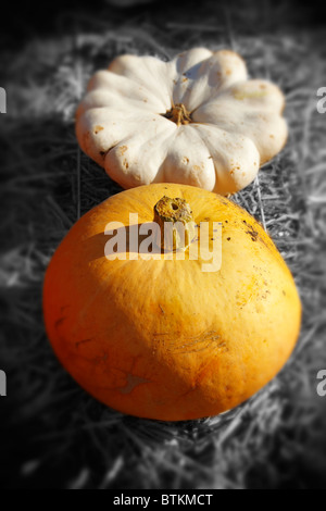 Still life of fresh whole Mini Orange Pumpkins on a rustic background, Stock Photo