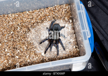 captive cobalt blue tarantula Stock Photo