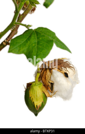 Cotton boll ready for harvest and unripe boll, cotton plant, Gossypium hirsutum Stock Photo