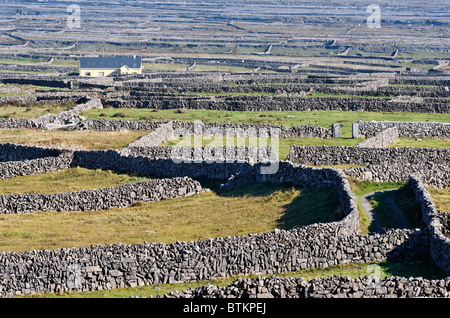 The dry-stone walls and fields of Inishmore, Aran Islands, County Galway, Connaught, Ireland. With one house.  Near Oatquarter. Stock Photo