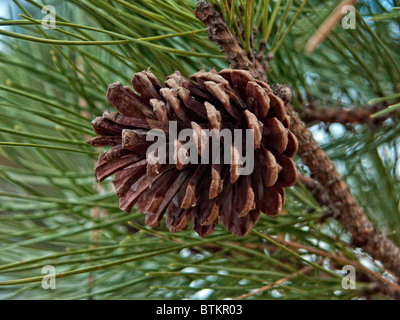 Cone from Virginia Pine also called scrub pine or Jersey Pine Stock Photo