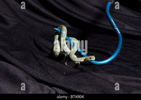 Captive variable bush viper snake Stock Photo