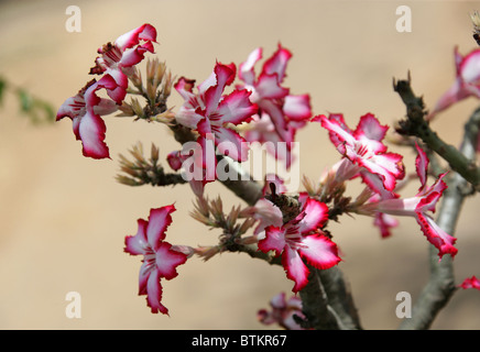 Impala Lily, Adenium multiflorum, Apocynaceae. Kruger National Park, South Africa. Stock Photo