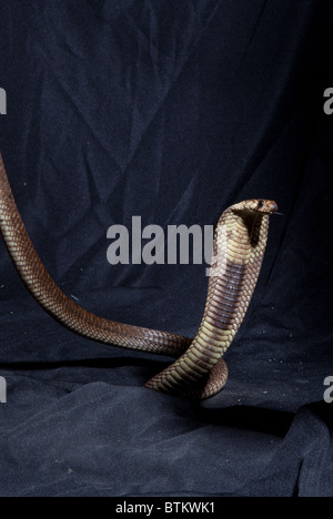 Captive egyptian cobra snake Stock Photo