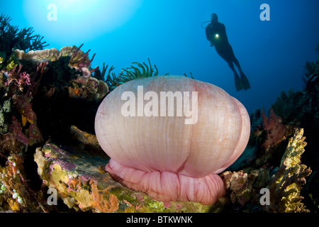 A magnificent anemone gives color to the diverse reef on which it grows near Komodo in Indonesia. Stock Photo