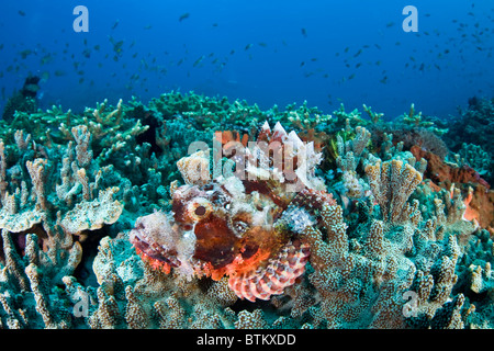 A scorpionfish, Scorpaenopsis sp., lies camouflaged on a coral reef in the Coral Triangle. Stock Photo