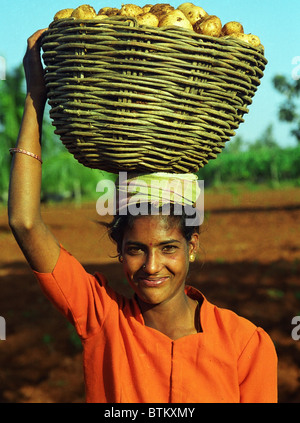 Potato harvest in south India. Stock Photo