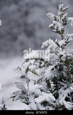 A lone evergreen Eastern Red-cedar tree (Juniperus virginiana) being covered in wet snow during a winter snow shower. Stock Photo