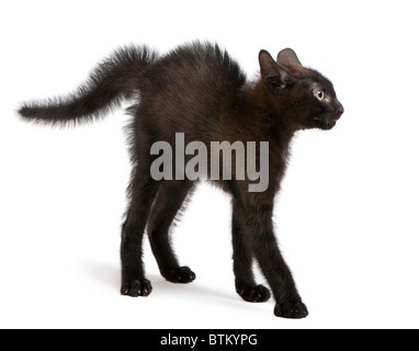 Frightened black kitten standing in front of white background Stock Photo
