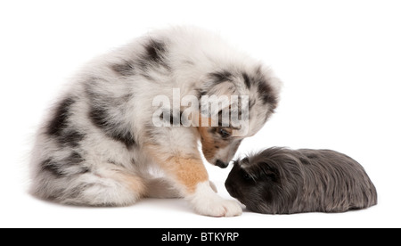 Australian shepherd puppy playing with Peruvian guinea pig, Cavia porcellus, sitting in front of white background Stock Photo