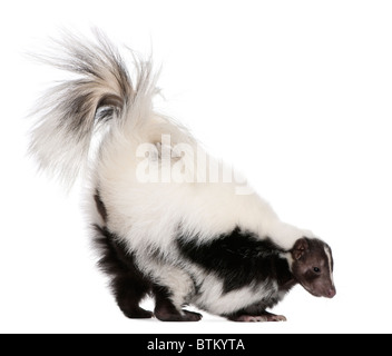 Striped Skunk, Mephitis Mephitis, 5 years old, standing in front of white background Stock Photo