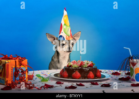 Chihuahua at table wearing birthday hat and looking at birthday cake in front of blue background Stock Photo