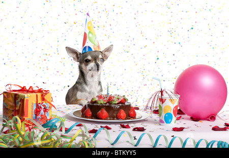 Chihuahua at table wearing birthday hat and looking at birthday cake in front of white background Stock Photo