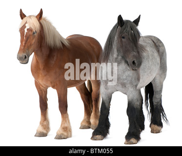 Belgian horses, Belgian Heavy Horse, Brabancon, a draft horse breed, standing in front of white background Stock Photo