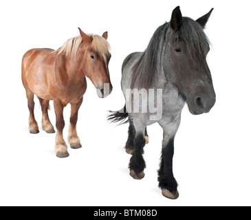 Belgian horses, Belgian Heavy Horse, Brabancon, a draft horse breed, standing in front of white background Stock Photo