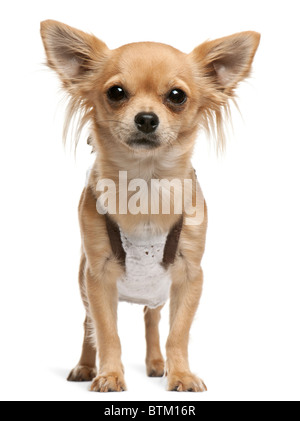 Chihuahua, 14 months old, standing in front of white background Stock Photo