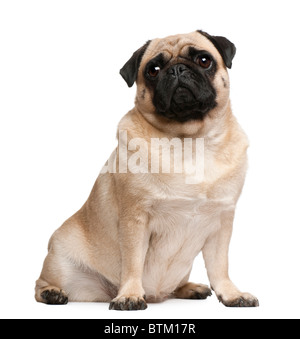 Pug, 2 years old, sitting in front of white background Stock Photo