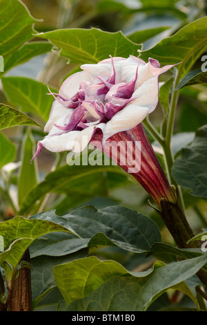 Close up of Devil's Trumpet flower. Scientific name: Datura metel. Stock Photo