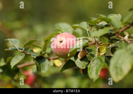 Apple on the apple tree branch. Central Russia. Stock Photo