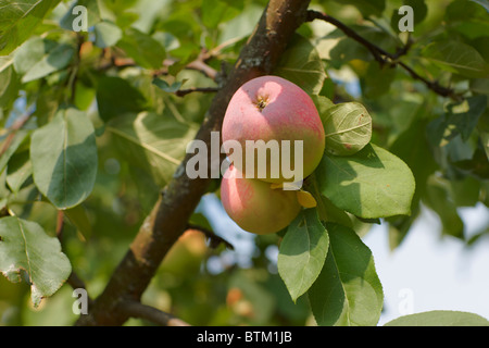 Apples on the apple tree branch. Stock Photo