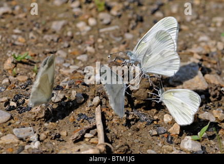 Wood White Butterflies (Leptidea sinapis) sucking moisture from ground. Slovenia, August. Stock Photo