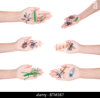 poison centipede isolated collection Stock Photo - Alamy